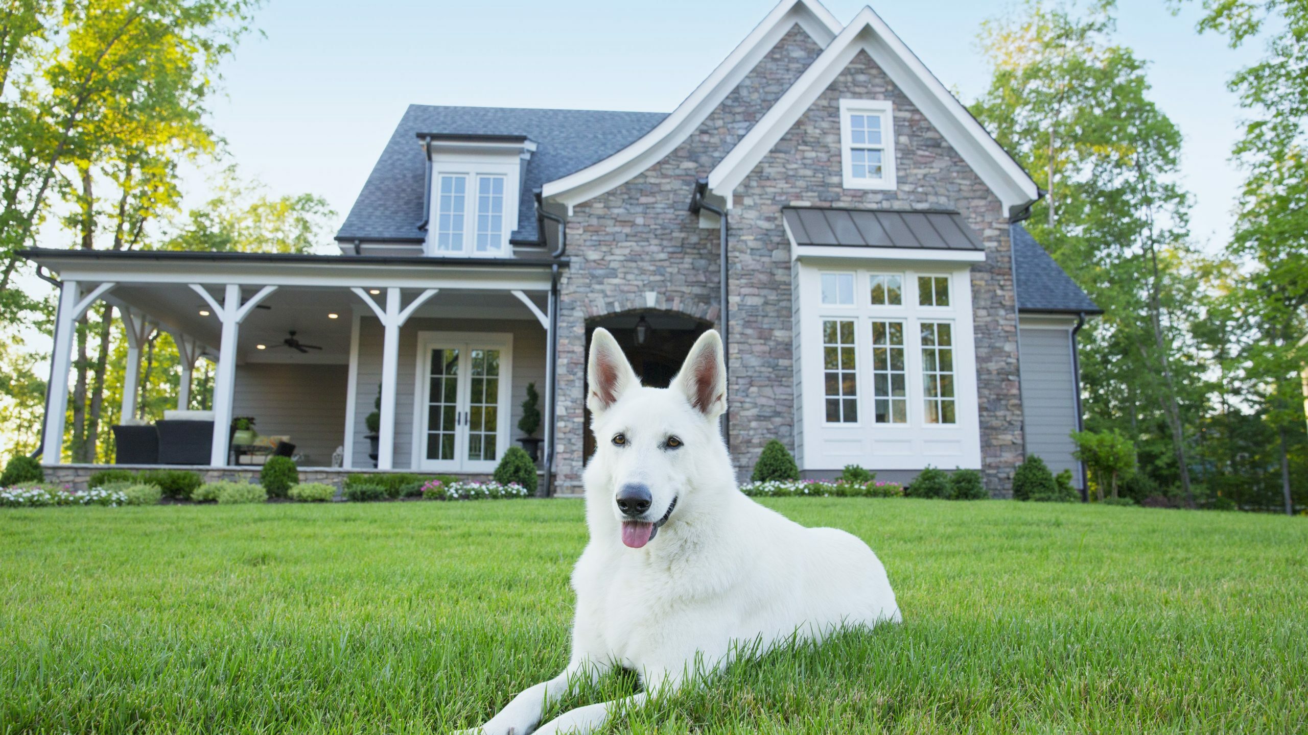 Dogs with very essential jobs 1