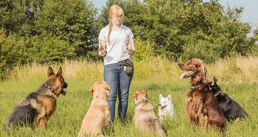 How to Teach Your Dog to Dance