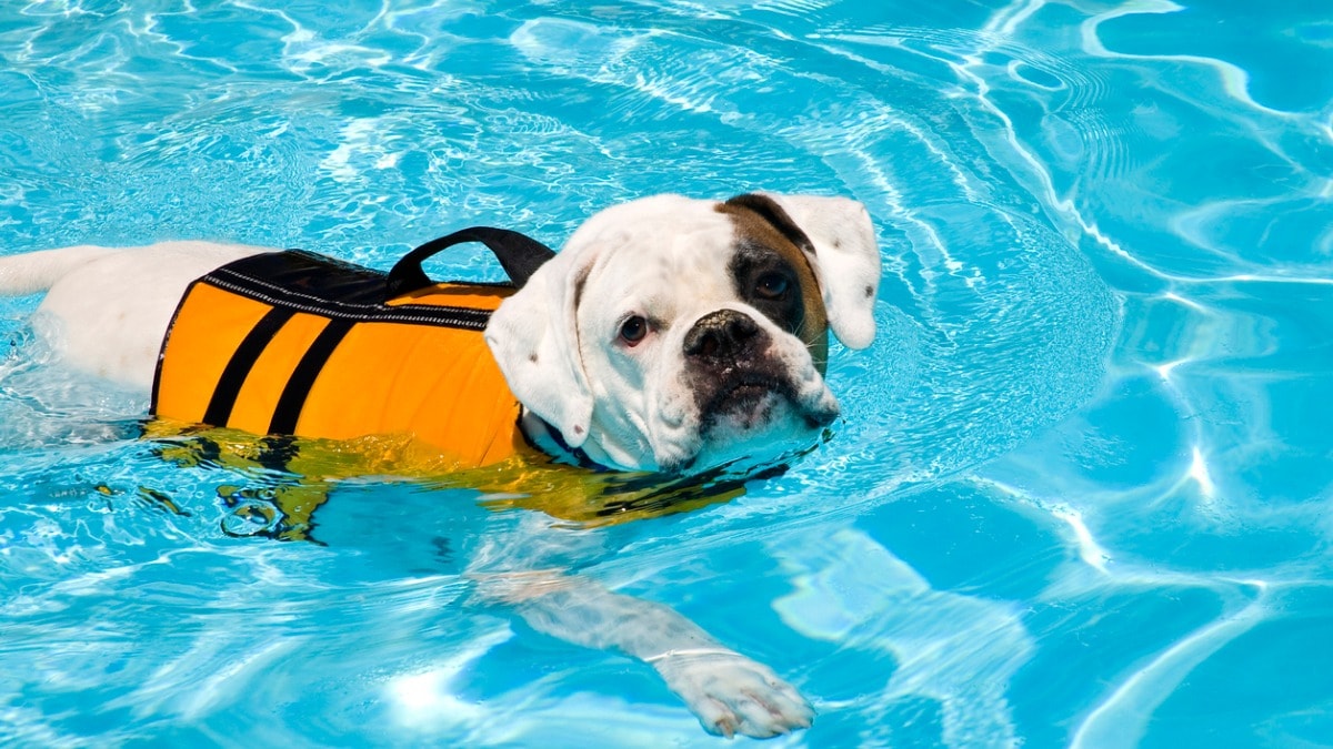 Teaching Your Dog to Swim - The Most Important Things to Do 8